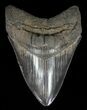 Glossy, Serrated, Fossil Megalodon Tooth #57177-1